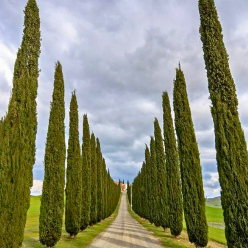 Nasiona-Cyprysa-Wiecznie-Zielonego-Cupressus-Sempervirens (3).png