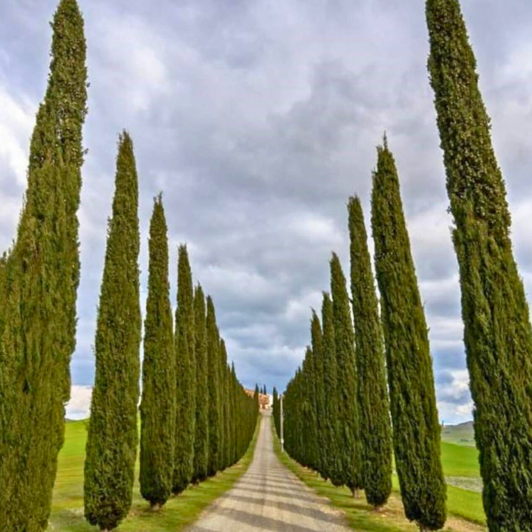 Nasiona-Cyprysa-Wiecznie-Zielonego-Cupressus-Sempervirens (3).png