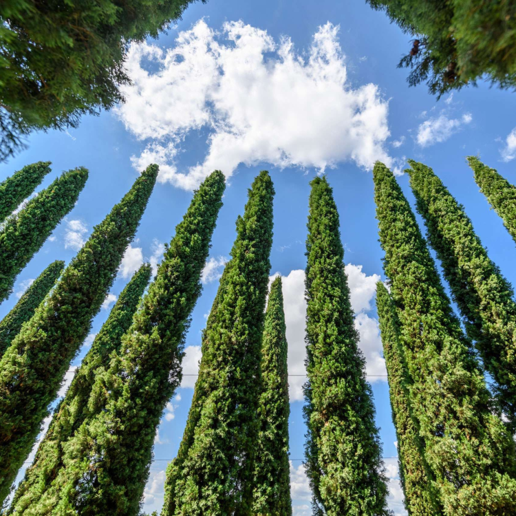 Nasiona-Cyprysa-Wiecznie-Zielonego-Cupressus-Sempervirens (1).png