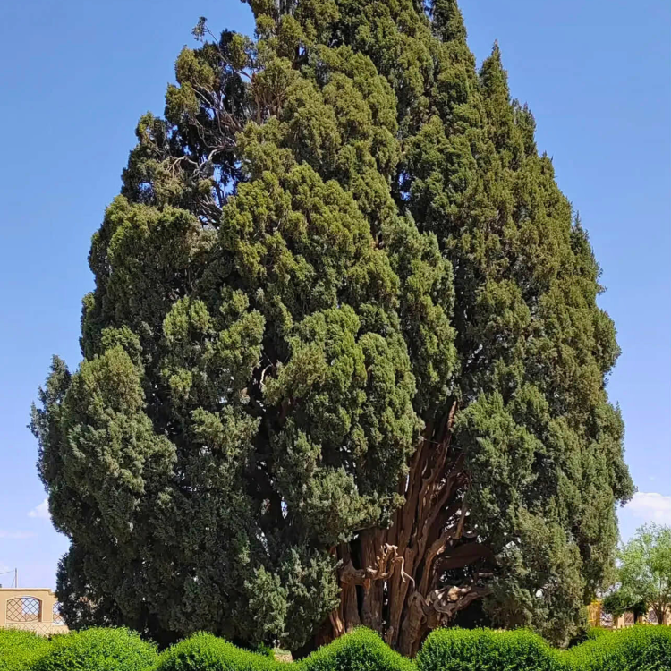 Nasiona-Cyprysa-Wiecznie-Zielonego-Cupressus-Sempervirens (7).png