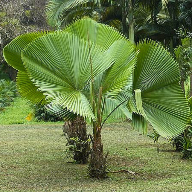 Nasiona-Bagiennej-Palmy-Wachlarzowatej-Licuala-Peltata-var. sumawongii  (7).png