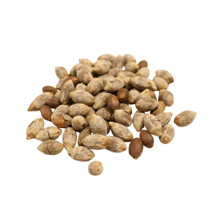 Nasiona-Bagiennej-Palmy-Wachlarzowatej-Licuala-Peltata-var. sumawongii  (6).png