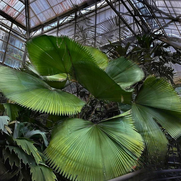 Nasiona-Bagiennej-Palmy-Wachlarzowatej-Licuala-Peltata-var. sumawongii  (5).png