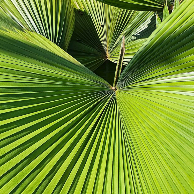 Nasiona-Bagiennej-Palmy-Wachlarzowatej-Licuala-Peltata-var. sumawongii  (3).png