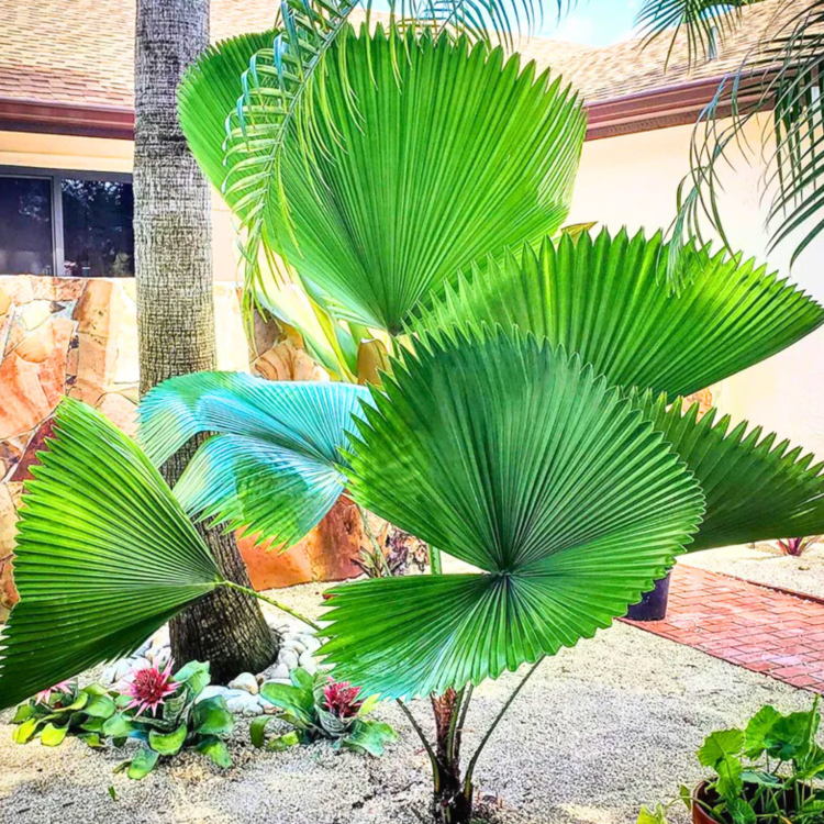 Nasiona-Bagiennej-Palmy-Wachlarzowatej-Licuala-Peltata-var. sumawongii  (1).png