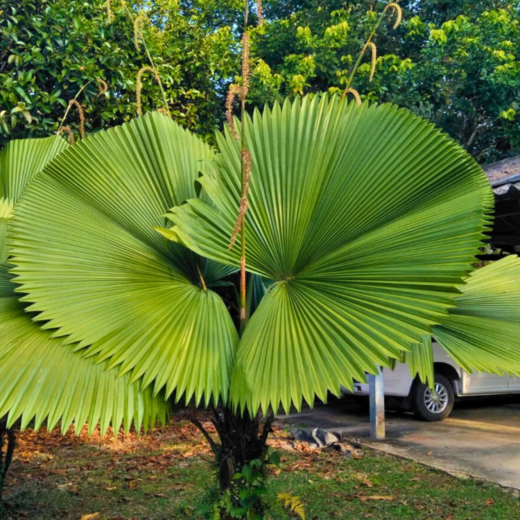 Nasiona-Bagiennej-Palmy-Wachlarzowatej-Licuala-Peltata-var. sumawongii .png