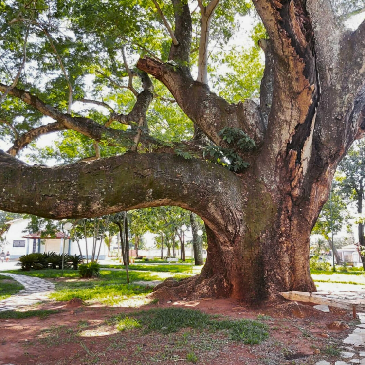 Nasiona-Drzewa-Earpod-Enterolobium-Timbouva (5).png