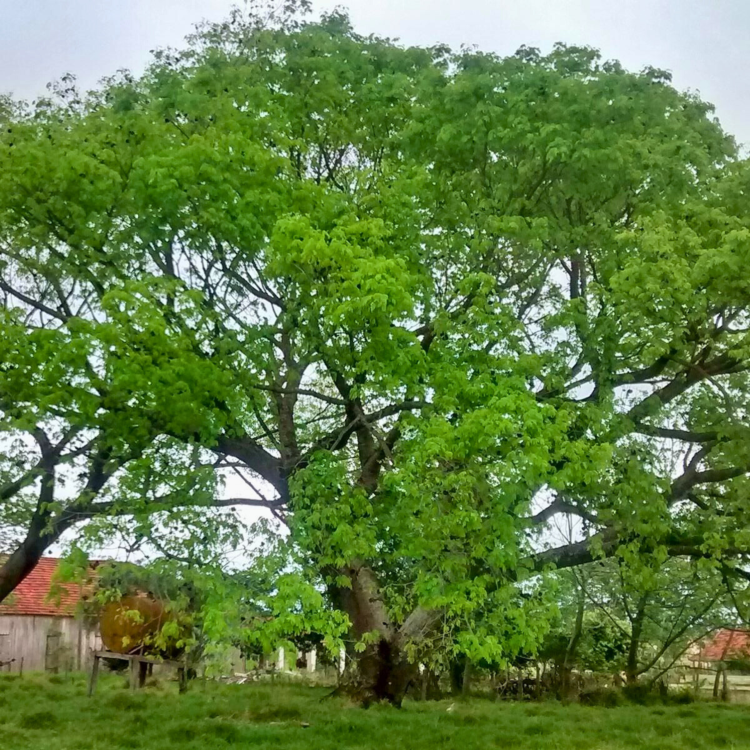 Nasiona-Drzewa-Earpod-Enterolobium-Timbouva (4).png