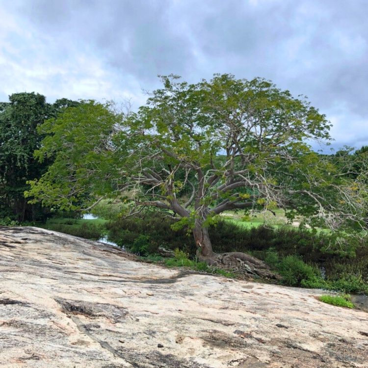 Nasiona-Drzewa-Earpod-Enterolobium-Timbouva (3).png