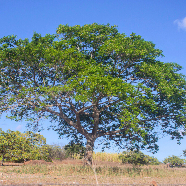 Nasiona-Drzewa-Earpod-Enterolobium-Timbouva (2).png