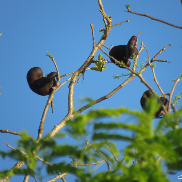 Nasiona-Drzewa-Earpod-Enterolobium-Timbouva (1).png