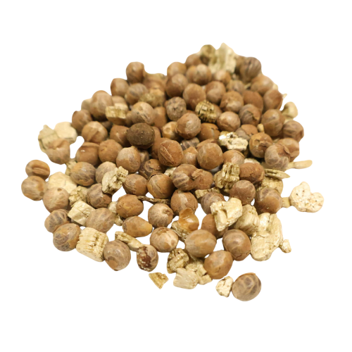 Nasioma-Palmy-Samoańskiej-Clinostigma-Samoense (4).png