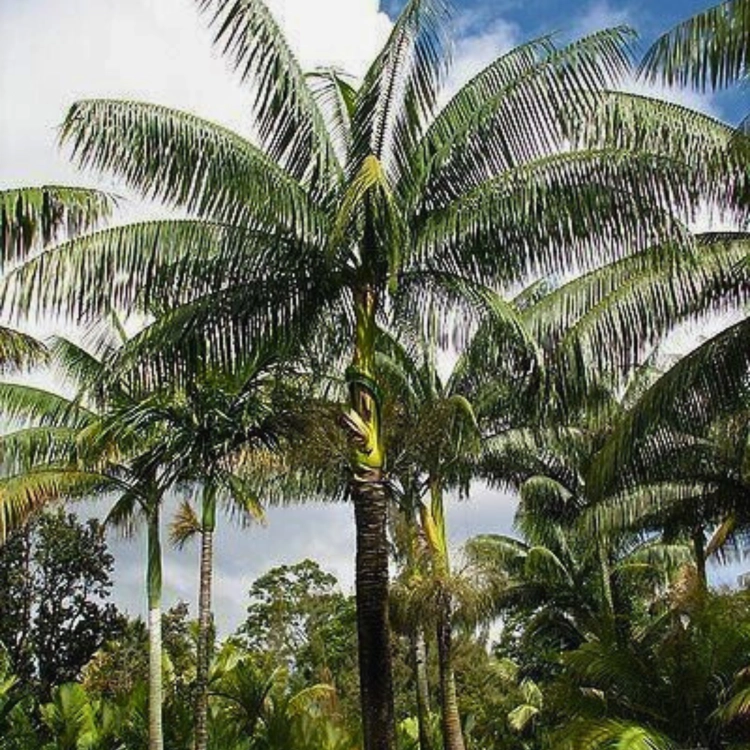 Nasioma-Palmy-Samoańskiej-Clinostigma-Samoense (3).png