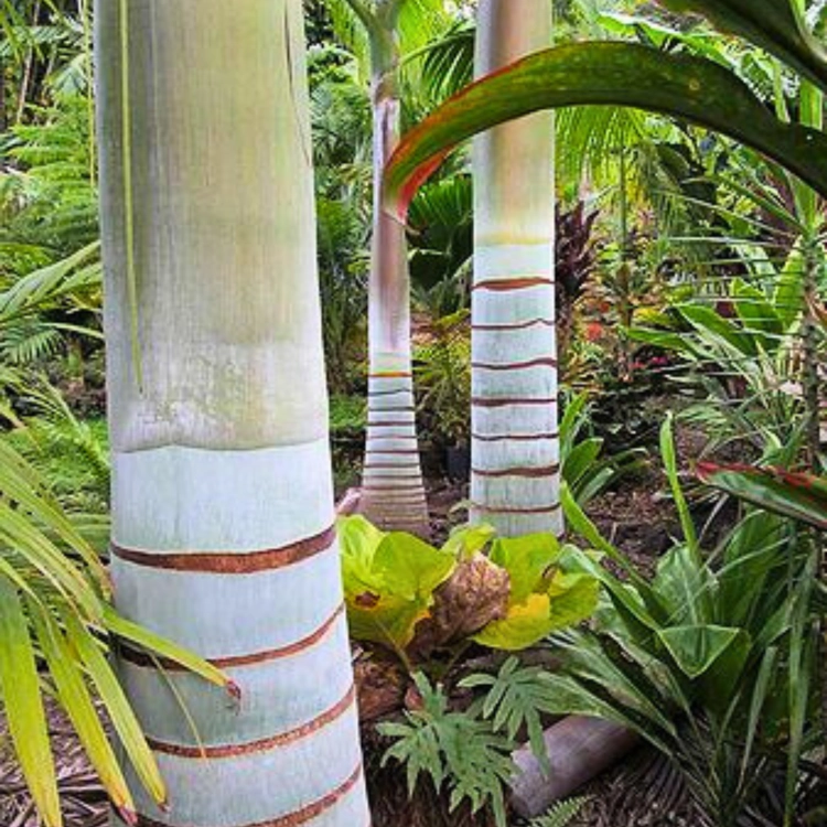 Nasioma-Palmy-Samoańskiej-Clinostigma-Samoense (2).png