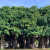 Nasiona-Figowca-Bengalskiego-Ficus-Benghalensis (6).png