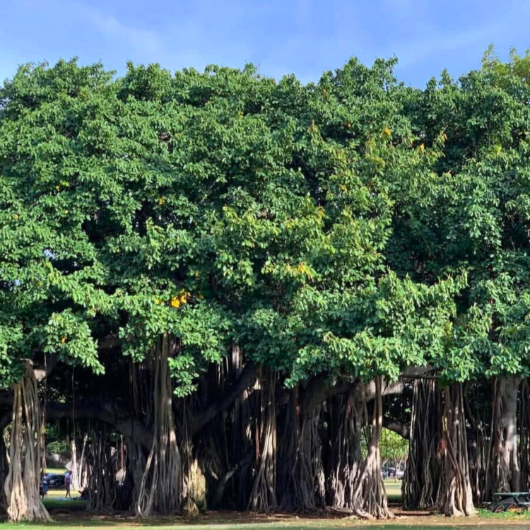 Nasiona-Figowca-Bengalskiego-Ficus-Benghalensis (6).png