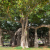 Nasiona-Figowca-Bengalskiego-Ficus-Benghalensis (5).png