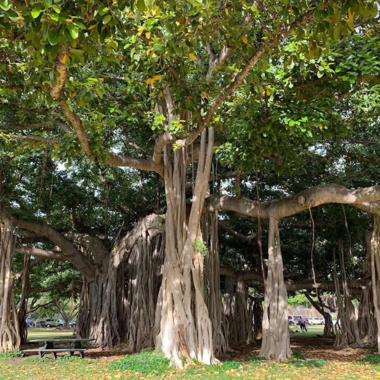 Nasiona-Figowca-Bengalskiego-Ficus-Benghalensis (5).png