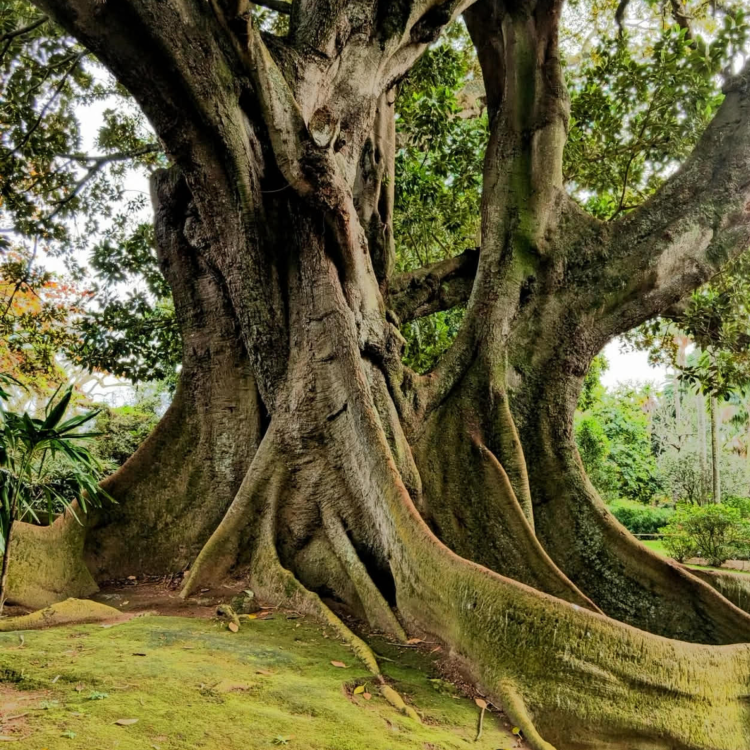 Nasiona-Figowca-Bengalskiego-Ficus-Benghalensis (4).png