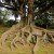 Nasiona-Figowca-Bengalskiego-Ficus-Benghalensis (3).png