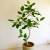 Nasiona-Figowca-Bengalskiego-Ficus-Benghalensis (2).png