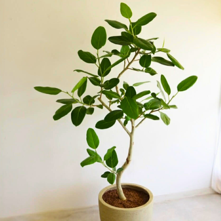 Nasiona-Figowca-Bengalskiego-Ficus-Benghalensis (2).png