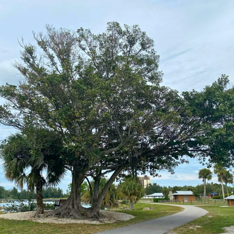 Nasiona-Figowca-Bengalskiego-Ficus-Benghalensis (1).png
