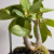 Nasiona-Figowca-Bengalskiego-Ficus-Benghalensis.png