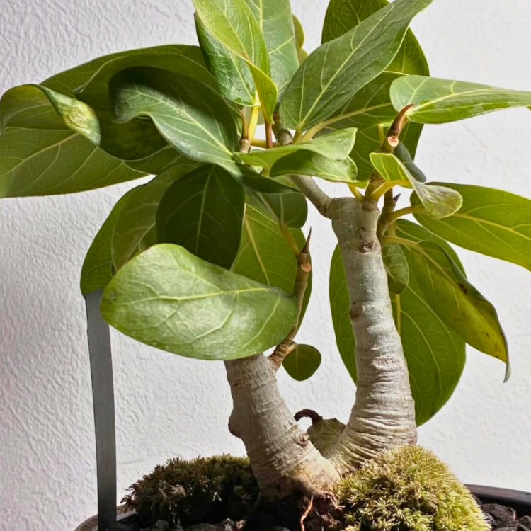 Nasiona-Figowca-Bengalskiego-Ficus-Benghalensis.png