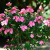 Nasiona-Tajskiego-Mirtu-Lagerstroemia-Floribunda (6).png
