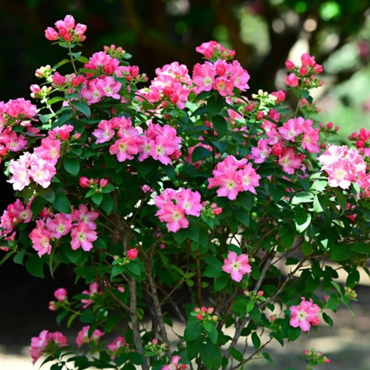 Nasiona-Tajskiego-Mirtu-Lagerstroemia-Floribunda (6).png