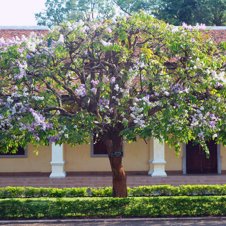 Nasiona-Tajskiego-Mirtu-Lagerstroemia-Floribunda (5).png