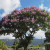Nasiona-Tajskiego-Mirtu-Lagerstroemia-Floribunda (4).png