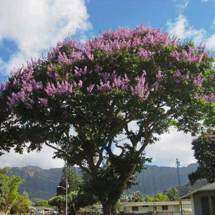 Nasiona-Tajskiego-Mirtu-Lagerstroemia-Floribunda (4).png