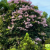 Nasiona-Tajskiego-Mirtu-Lagerstroemia-Floribunda (3).png