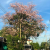 Nasiona-Tajskiego-Mirtu-Lagerstroemia-Floribunda (2).png