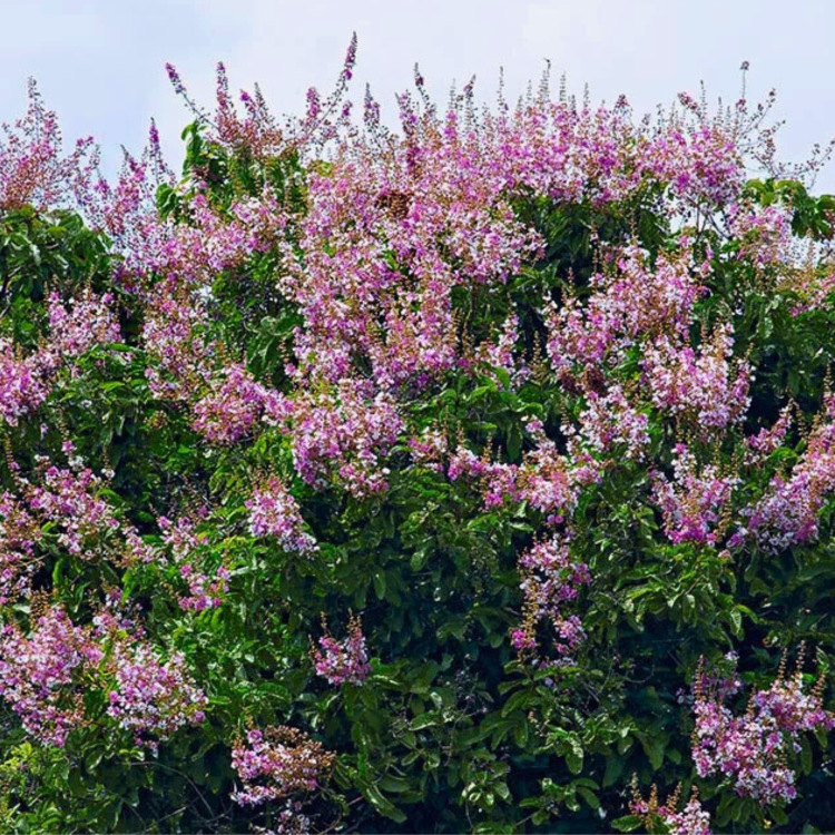 Nasiona-Tajskiego-Mirtu-Lagerstroemia-Floribunda (1).png
