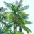 Nasiona-Palmy-Nikobarskiej-Rhopaloblaste-Augusta (5).png