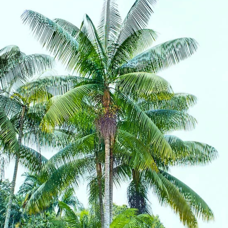 Nasiona-Palmy-Nikobarskiej-Rhopaloblaste-Augusta (5).png