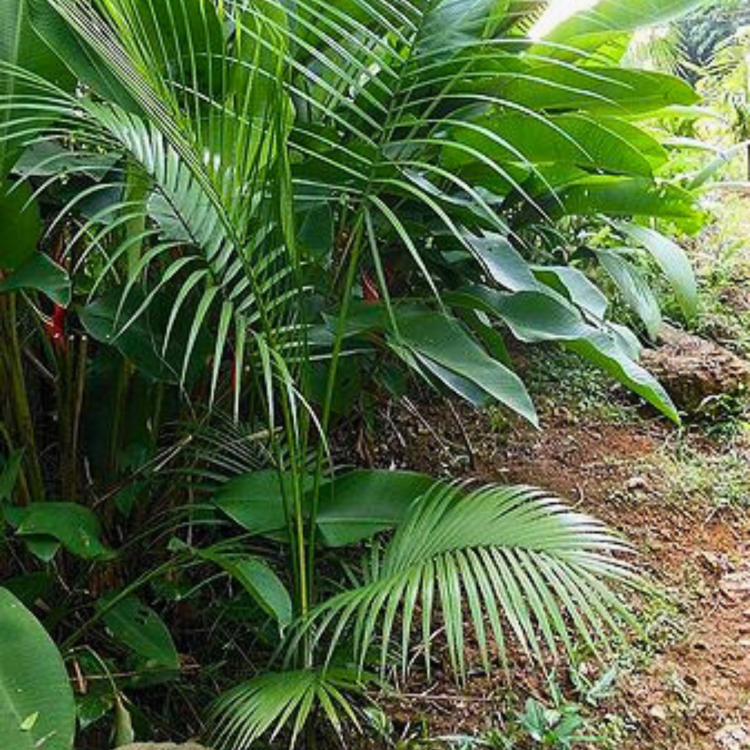 Nasiona-Palmy-Nikobarskiej-Rhopaloblaste-Augusta (3).png