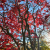 Nasiona-Klonu-Palmowego-Czerwonolisnego-Acer-Palmatum-'Atropurpureum' (7).png