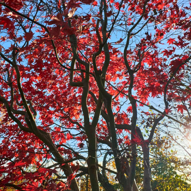 Nasiona-Klonu-Palmowego-Czerwonolisnego-Acer-Palmatum-'Atropurpureum' (7).png