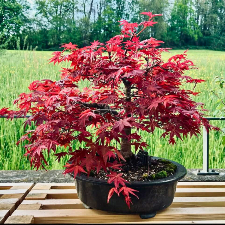 Nasiona-Klonu-Palmowego-Czerwonolisnego-Acer-Palmatum-'Atropurpureum' (6).png