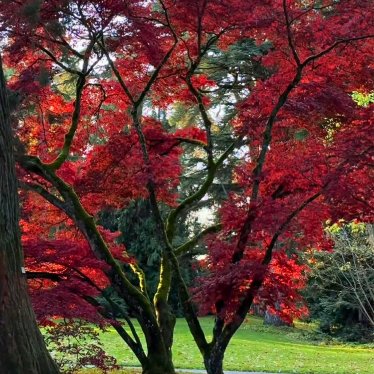Nasiona-Klonu-Palmowego-Czerwonolisnego-Acer-Palmatum-'Atropurpureum' (5).png