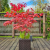 Nasiona-Klonu-Palmowego-Czerwonolisnego-Acer-Palmatum-'Atropurpureum' (4).png
