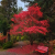 Nasiona-Klonu-Palmowego-Czerwonolisnego-Acer-Palmatum-'Atropurpureum' (3).png