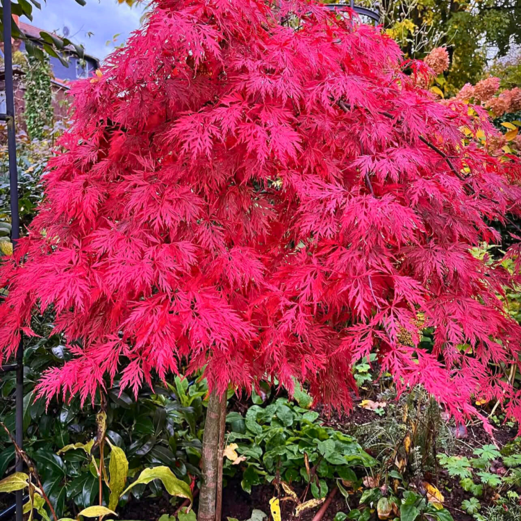 Nasiona-Klonu-Palmowego-Czerwonolisnego-Acer-Palmatum-'Atropurpureum' (2).png