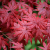 Nasiona-Klonu-Palmowego-Czerwonolisnego-Acer-Palmatum-'Atropurpureum' (1).png