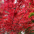 Nasiona-Klonu-Palmowego-Czerwonolisnego-Acer-Palmatum-'Atropurpureum'.png