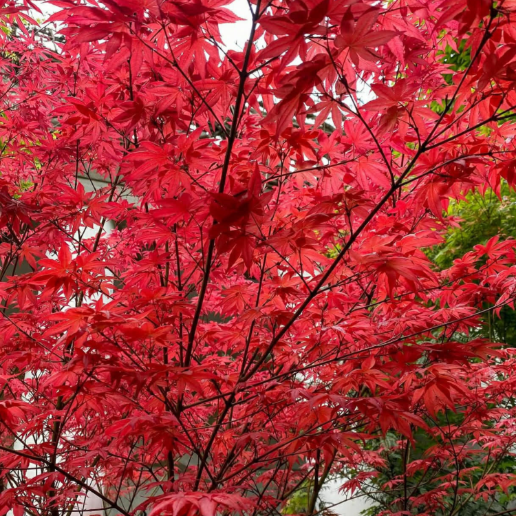 Nasiona-Klonu-Palmowego-Czerwonolisnego-Acer-Palmatum-'Atropurpureum'.png